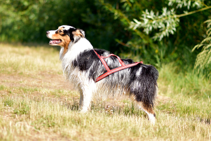 Zvířata Renografik